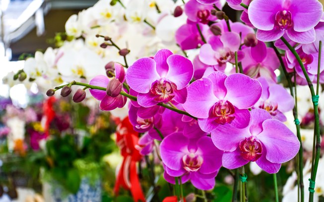 As orquídeas são plantas nobres 